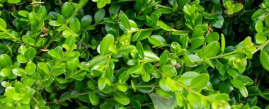 Yeşil boxwood dalları ve görünür detaylar. arkaplan veya doku