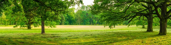 Green Forest Beautiful Sunny Day — Stock Photo, Image