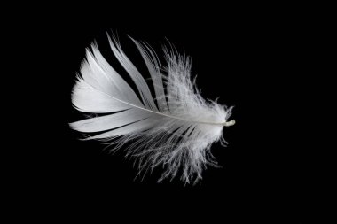 Siyah arka planda beyaz kaz tüyü