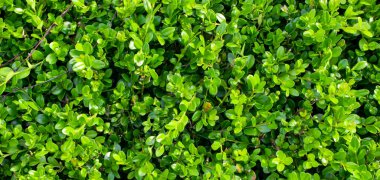 Yeşil boxwood dalları ve görünür detaylar. arkaplan veya doku