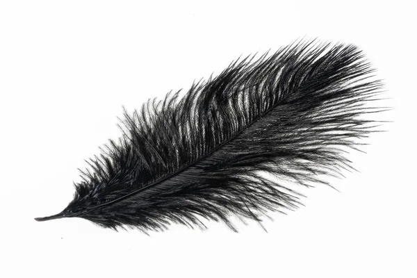 Una Pluma Avestruz Negro Sobre Fondo Blanco Aislado — Foto de Stock