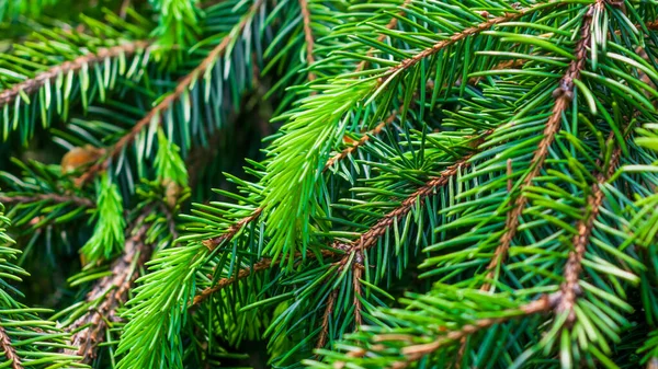 Yeşil ladin dalları makro atış. arkaplan veya doku