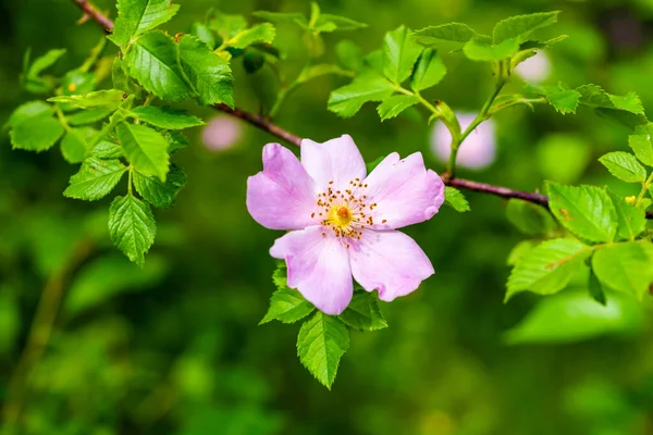 Kwiat Róży Rosa Canina Zielonym Tle — Zdjęcie stockowe