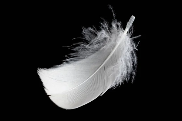 White Feather Goose Black Background — Foto de Stock