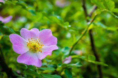 Yeşil bir arka planda gül (Rosa canina) köpeği.