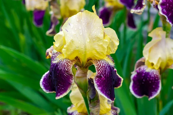 Close-up of a flower of bearded iris (Iris germanica) with rain drops . Yellow and violet iris flowers are growing in a garden.