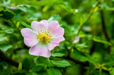 Yeşil bir arka planda gül (Rosa canina) köpeği.