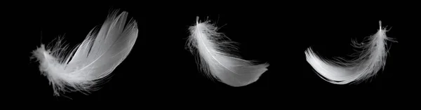 黒い背景をしたガチョウの白い羽 — ストック写真
