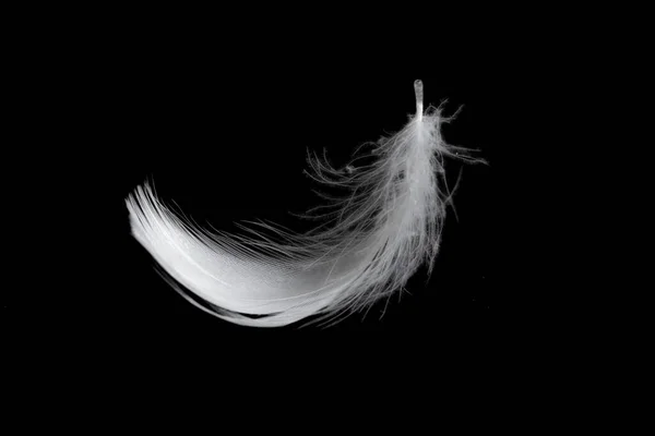 Белое Перо Гуся Черном Фоне — стоковое фото