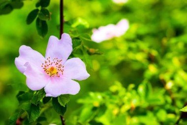 Yeşil bir arka planda gül (Rosa canina) köpeği.