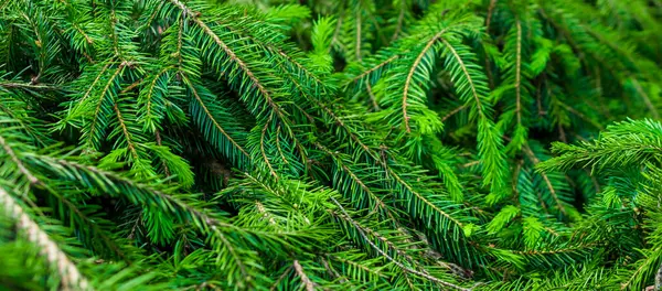 Groene Sparren Takjes Macro Shot Achtergrond Textuur — Stockfoto