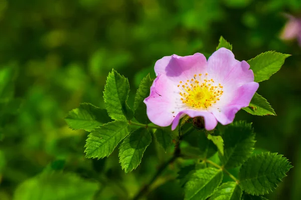 Цвіт Троянди Собак Rosa Canina Зеленому Тлі — стокове фото