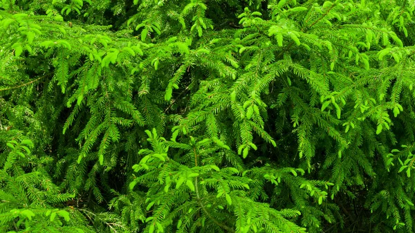 Green Spruce Twigs Macro Shot Background Texture — Stock Photo, Image