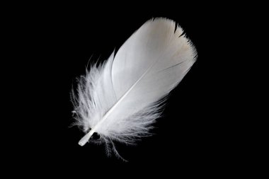 Siyah arka planda beyaz kaz tüyü