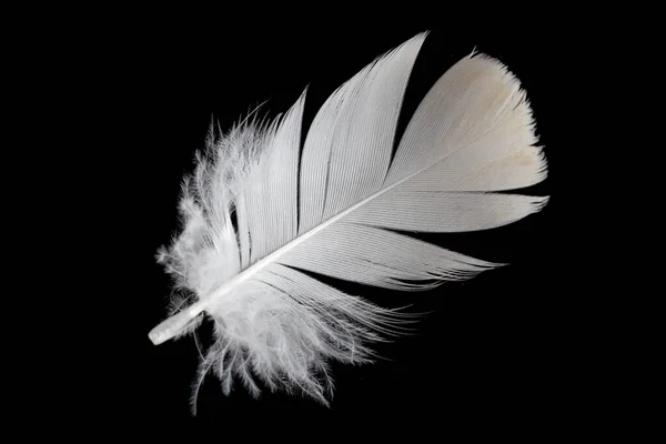 White Feather Goose Black Background — 스톡 사진