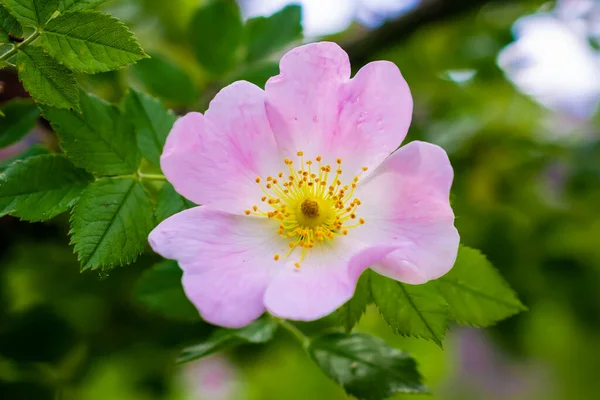 Цвіт Троянди Собак Rosa Canina Зеленому Тлі — стокове фото