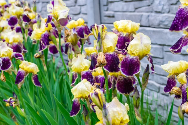 Close-up of a flower of bearded iris (Iris germanica) with rain drops . Yellow and violet iris flowers are growing in a garden.