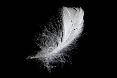 Siyah arka planda beyaz kaz tüyü