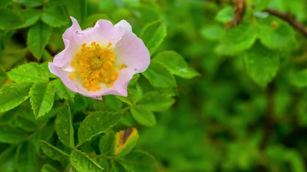 Wassertropfen Auf Hundsrosenblüte Rosa Canina — Stockfoto