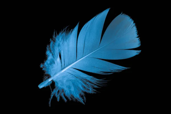 黒を背景に青いガチョウの羽 — ストック写真