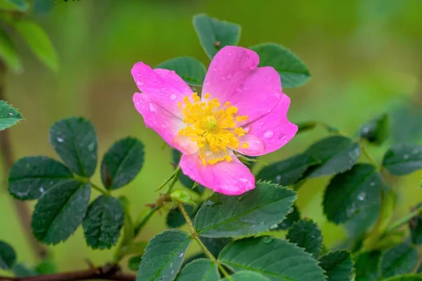 Вода Падає Цвіт Псяжа Троянди Роза Каніна — стокове фото