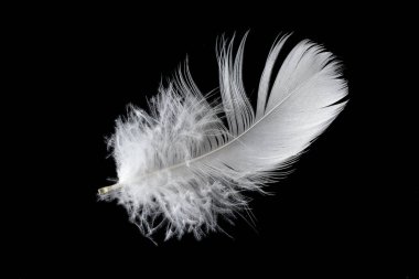 Siyah arka planda beyaz kaz tüyü