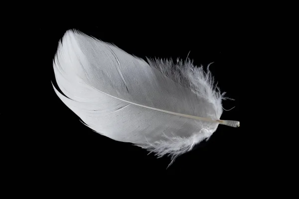 Pluma Blanca Ganso Sobre Fondo Negro — Foto de Stock