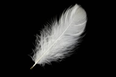 Siyah arka planda beyaz kaz tüyü