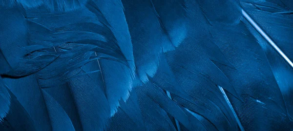 Modrá Jestřábí Pera Viditelnými Detaily Pozadí Nebo Textura — Stock fotografie