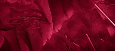 Kızıl Şahin tüyleri görünür detaylarla. arkaplan veya doku