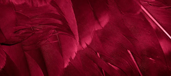 Červené Jestřábí Peří Viditelnými Detaily Pozadí Nebo Textura — Stock fotografie