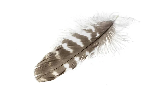 Hawk Feather White Isolated Background — Stock Photo, Image