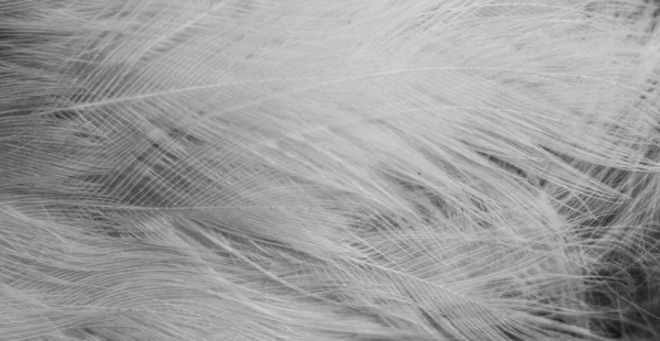white feathers with visible details. background or textura