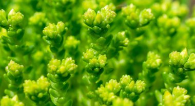 Görünür detaylara sahip yeşil arkaplan üzerindeki asit sedum