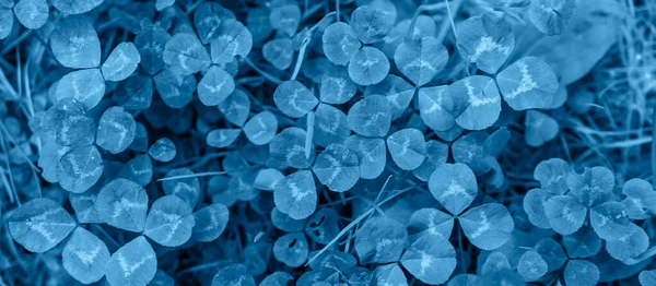 Trevo Azul Com Detalhes Visíveis Fundo Textura — Fotografia de Stock