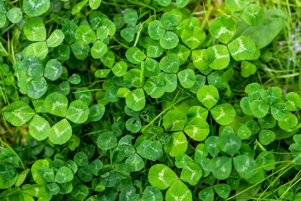 Grön Klöver Med Synliga Detaljer Bakgrund Eller Struktur — Stockfoto