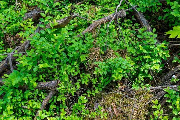 Arbustos Verdes Mirtilos Fundo Textura — Fotografia de Stock