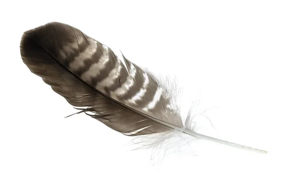 Hawk Feather White Isolated Background — Stock Photo, Image