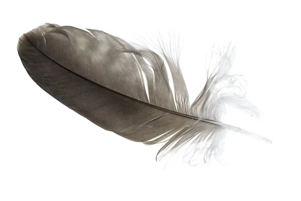 Hawk Feather White Isolated Background — Stock Photo, Image