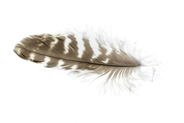 Hawk Feather White Isolated Background — Foto Stock