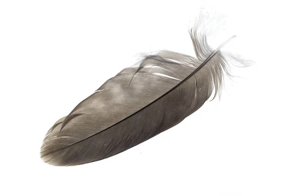 Hawk Feather White Isolated Background — Stock Photo, Image