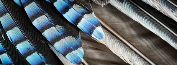 Plumas Jay Azul Negro Fondo Textura —  Fotos de Stock