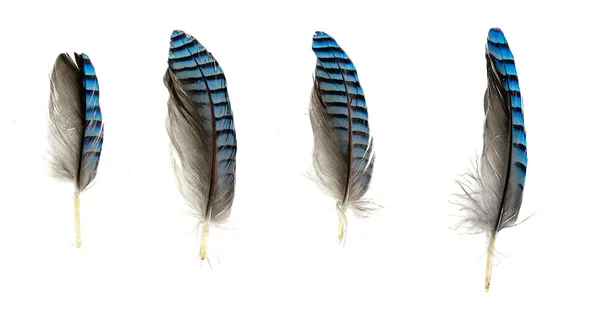 Blue Black Striped Jay Feather White Isolated Background — Stockfoto