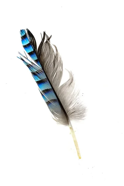 Beyaz Izole Arkaplanda Siyah Çizgili Kuş Tüyü — Stok fotoğraf