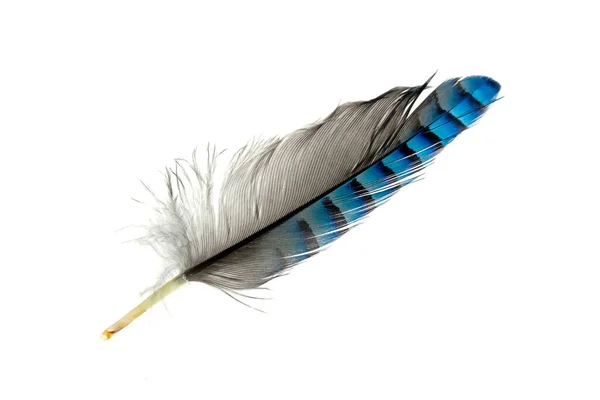 Blue Black Striped Jay Feather White Isolated Background — Stock Photo, Image
