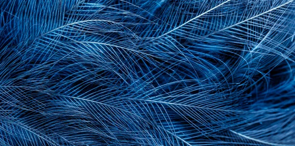 Niebieskie Pióra Jastrzębia Widocznymi Szczegółami Tło Lub Tekstura — Zdjęcie stockowe