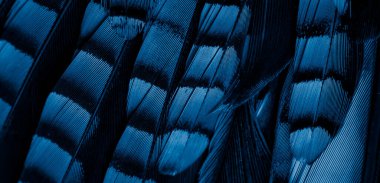 Mavi ve siyah kuş tüyleri. arkaplan veya doku