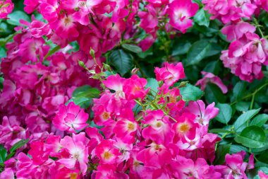 Yeşil yapraklı pembe gül çiçekleri