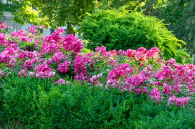 Yeşil yapraklı pembe gül çiçekleri
