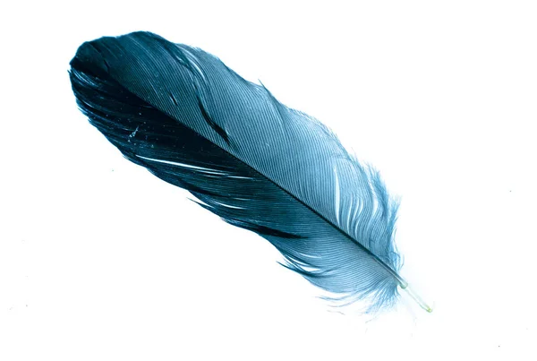 Blue Feather White Isolated Background — Stock Photo, Image